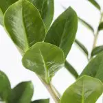 Zam zam 21 zz plant Zamioculcas zamiifolia zanzibar gem house plant 1 1