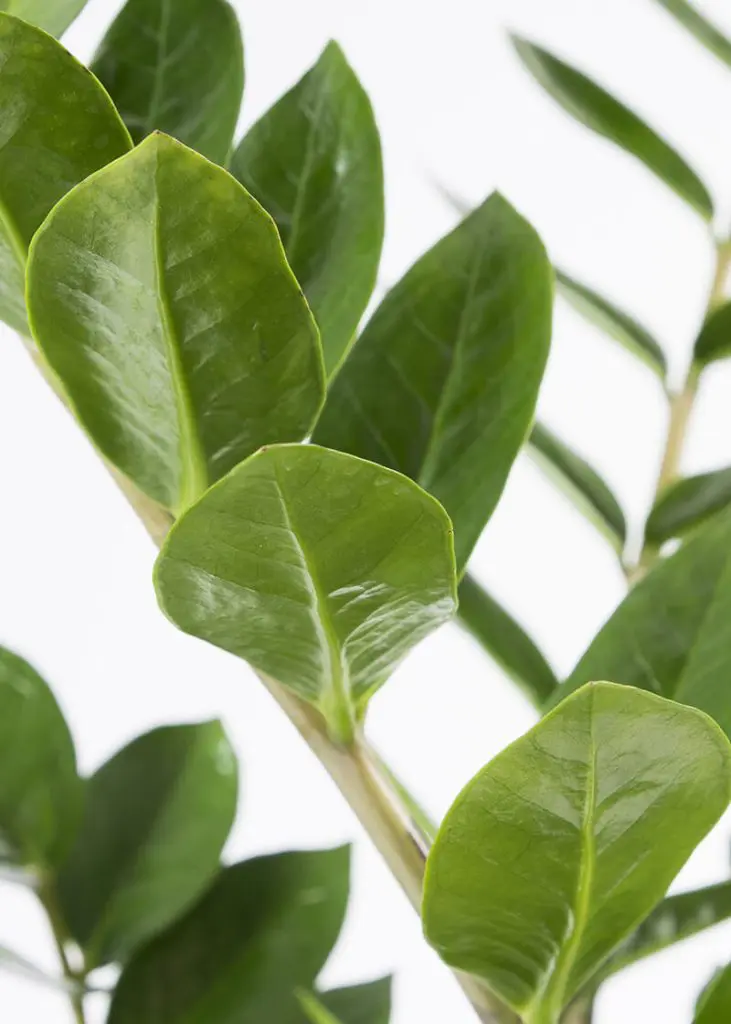 Zam zam 21 zz plant Zamioculcas zamiifolia zanzibar gem house plant 1