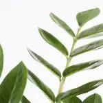 Zam zam 21 zz plant Zamioculcas zamiifolia zanzibar gem houseplant 1 1