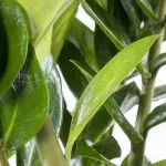 Zam zam 21 zz plant Zamioculcas zamiifolia zanzibar gem indoor plant 1