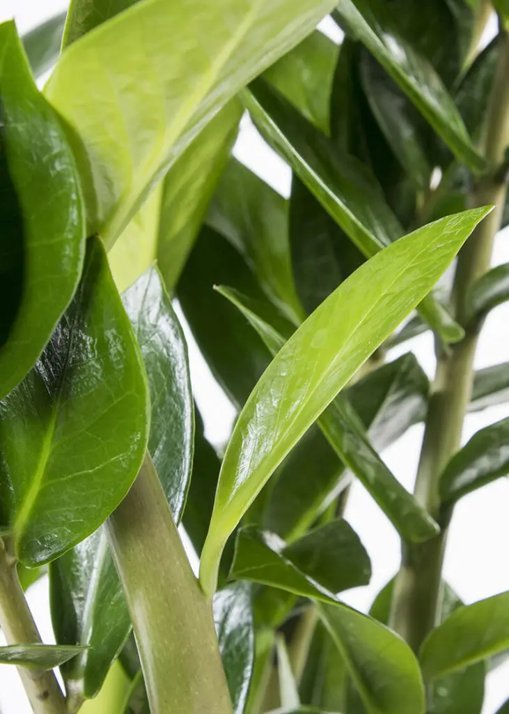 Zam zam 21 zz plant Zamioculcas zamiifolia zanzibar gem indoor plant 1