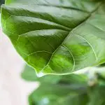 ic lyr 21 Ficus lyrata fiddle leaf fig foli8