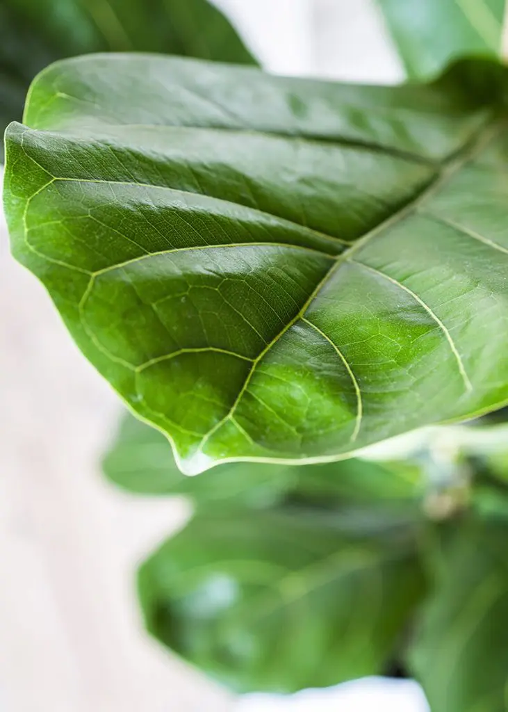 ic lyr 21 Ficus lyrata fiddle leaf fig foli8
