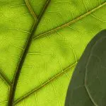 ic lyr 21 Ficus lyrata fiddle leaf fig foli8 closeup