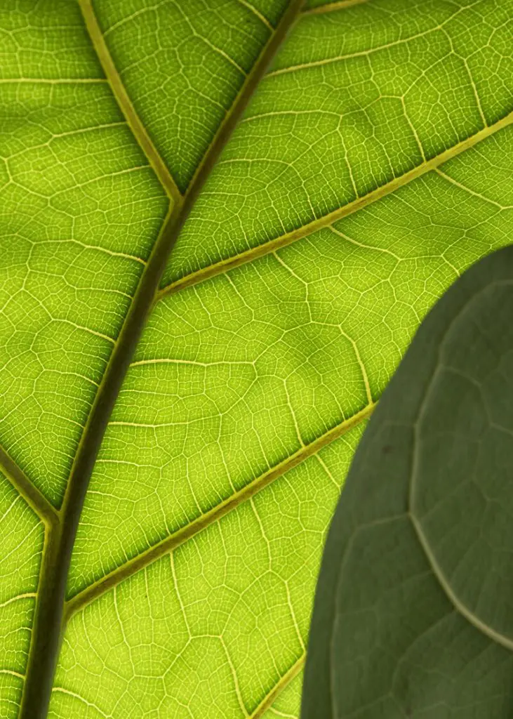 ic lyr 21 Ficus lyrata fiddle leaf fig foli8 closeup