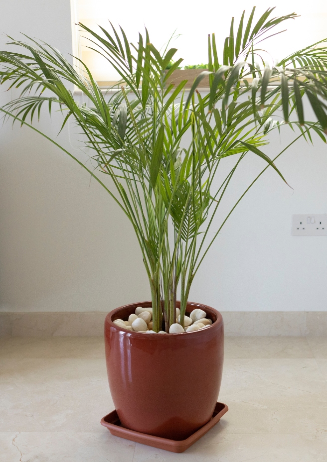 rhapis exelsa 1
