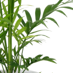 rhapis exelsa 2