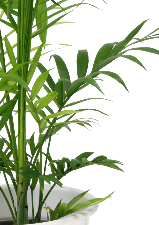 rhapis exelsa 2