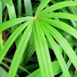 rhapis exelsa 3 1