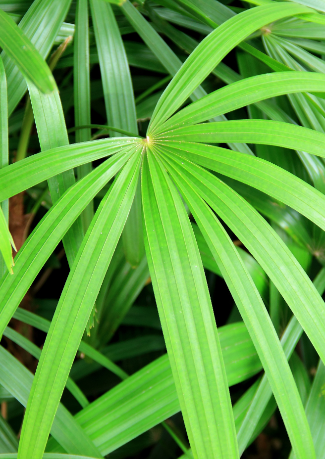 rhapis exelsa 3 1