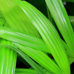 rhapis exelsa 4 1