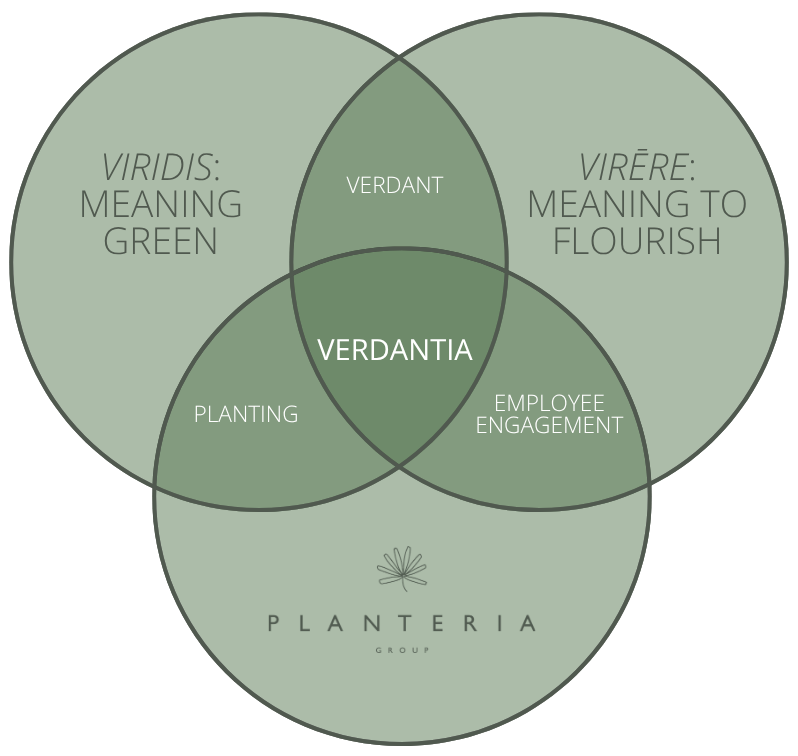 The name draws on the Latin viridis, meaning green, and virēre, meaning to flourish. Together, they reflect our belief that nature can do more than change the appearance of a workplace. It can help create environments where people feel more comfortable, connected and engaged. The “-tia” ending also carries a subtle link back to Planteria and the heritage our US business grew from.