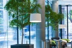 tall plants in large planter