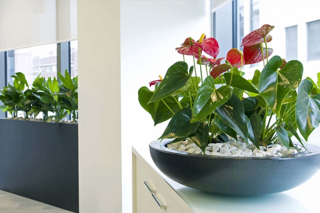 interiorplants