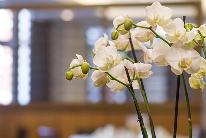 orchid service