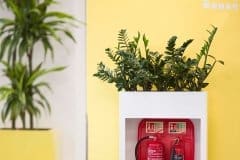 plants in planter against yellow wall