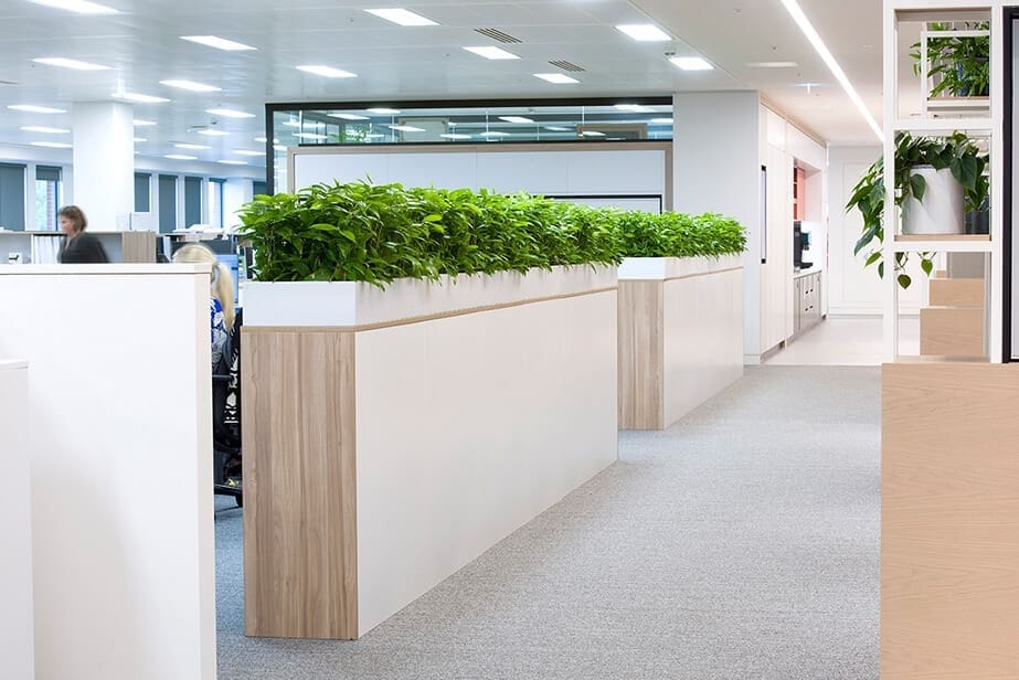 plants in large planters indoors