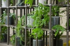 plants on copper piping shelving