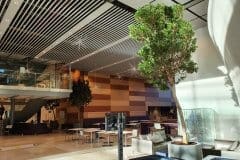 indoor tree in open communal office space