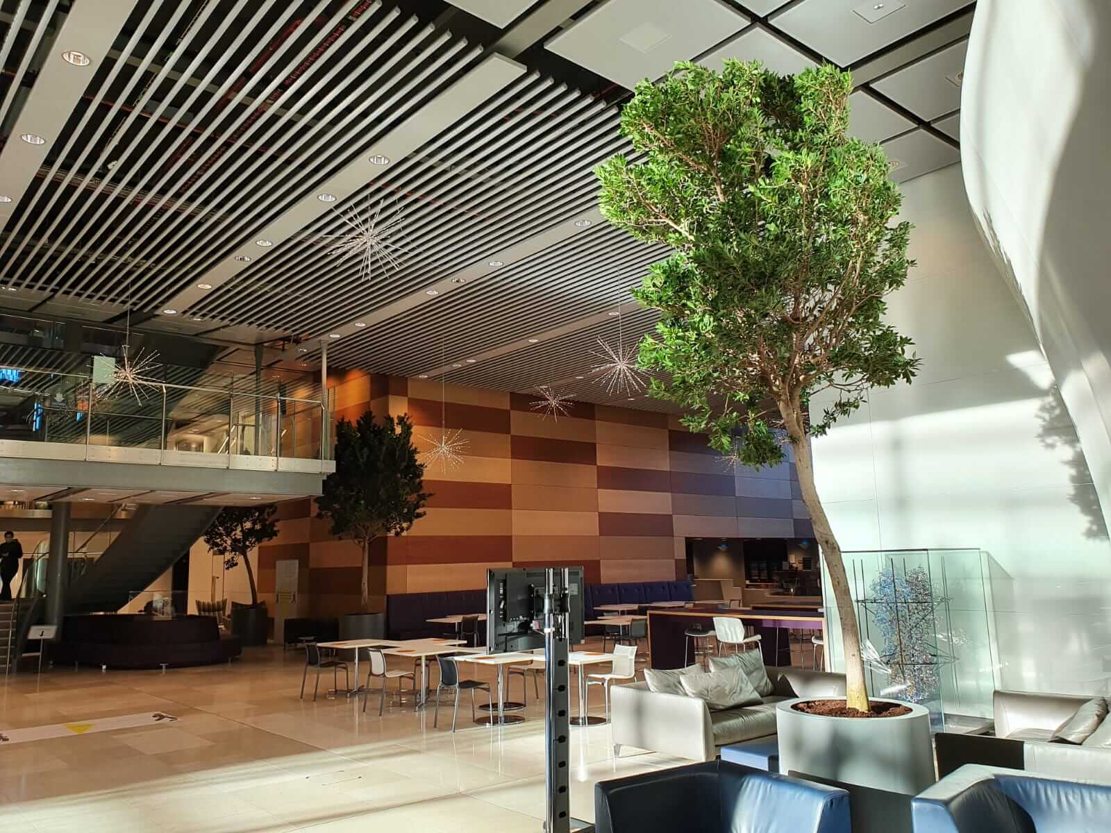 indoor tree in open communal office space