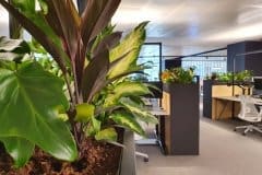 indoor green plants