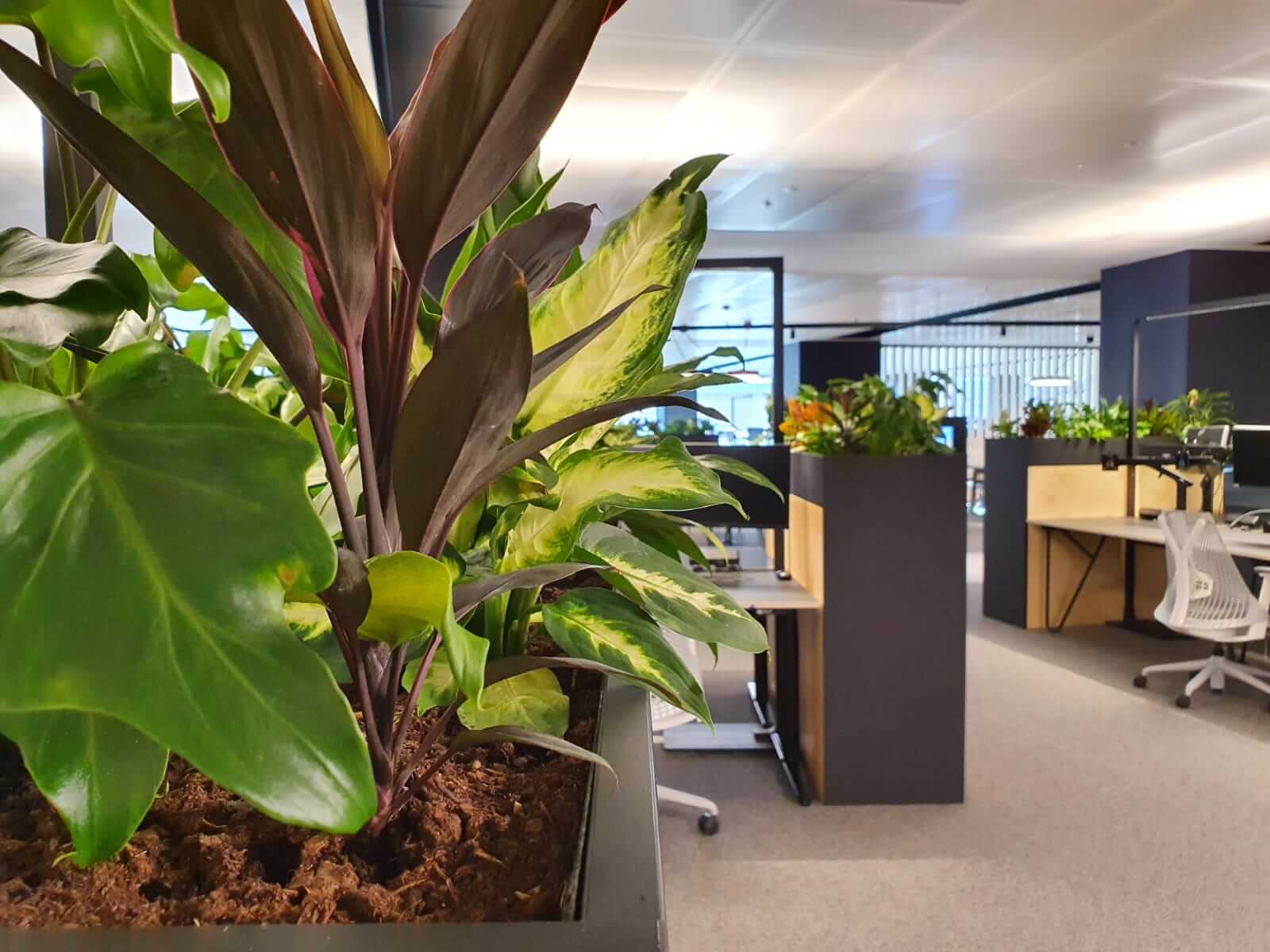 indoor green plants