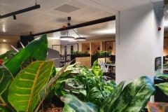 communal office area with plants