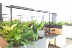 communal office area with plants