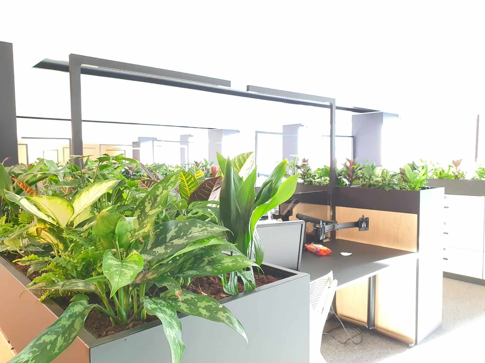 communal office area with plants