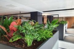 communal office area with plants
