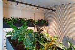 communal office area with plants