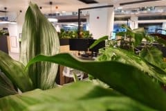 communal office area with plants