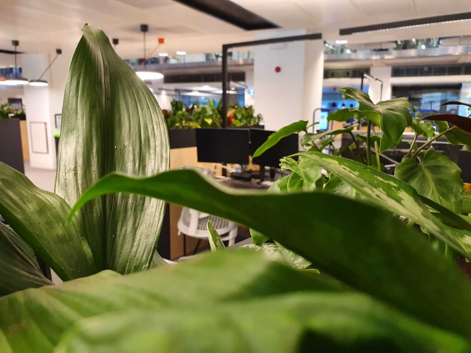 communal office area with plants