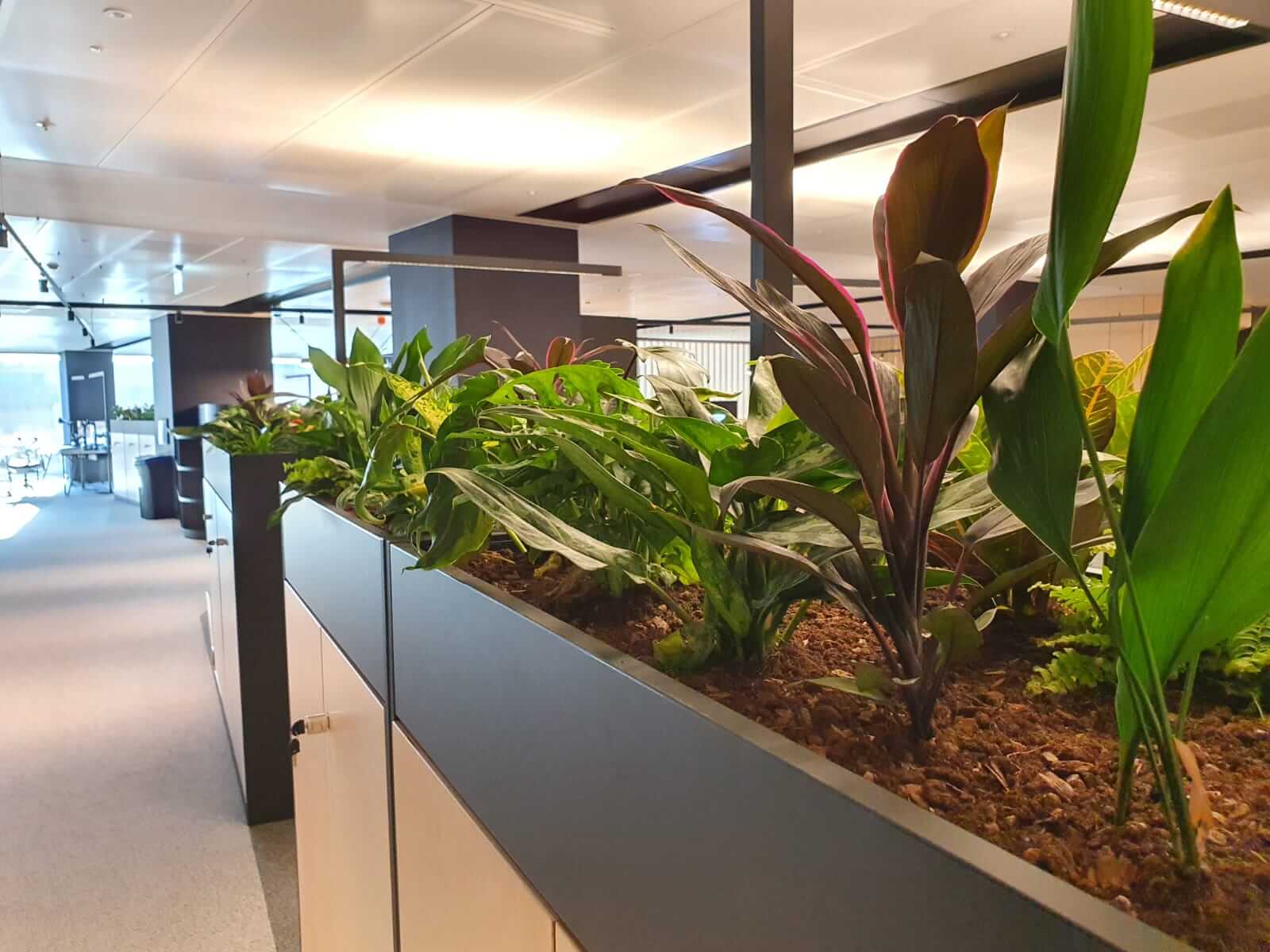 communal office area with plants