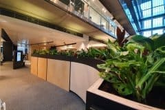 communal office area with plants