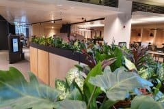 communal office area with plants