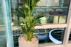 indoor plant on raised pot
