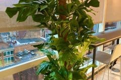 close up of a plant in a plant pot