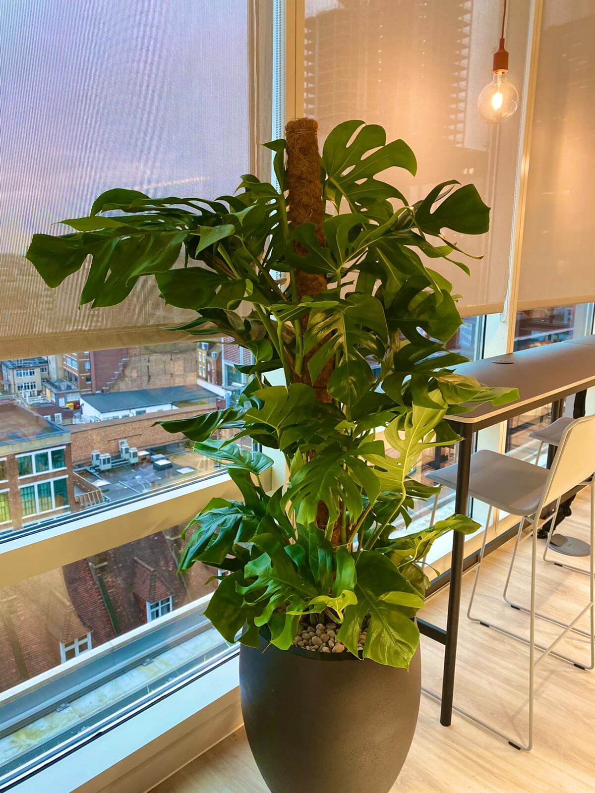 close up of a plant in a plant pot