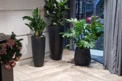 indoor plants in black plant pots