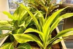 indoor plants in planter
