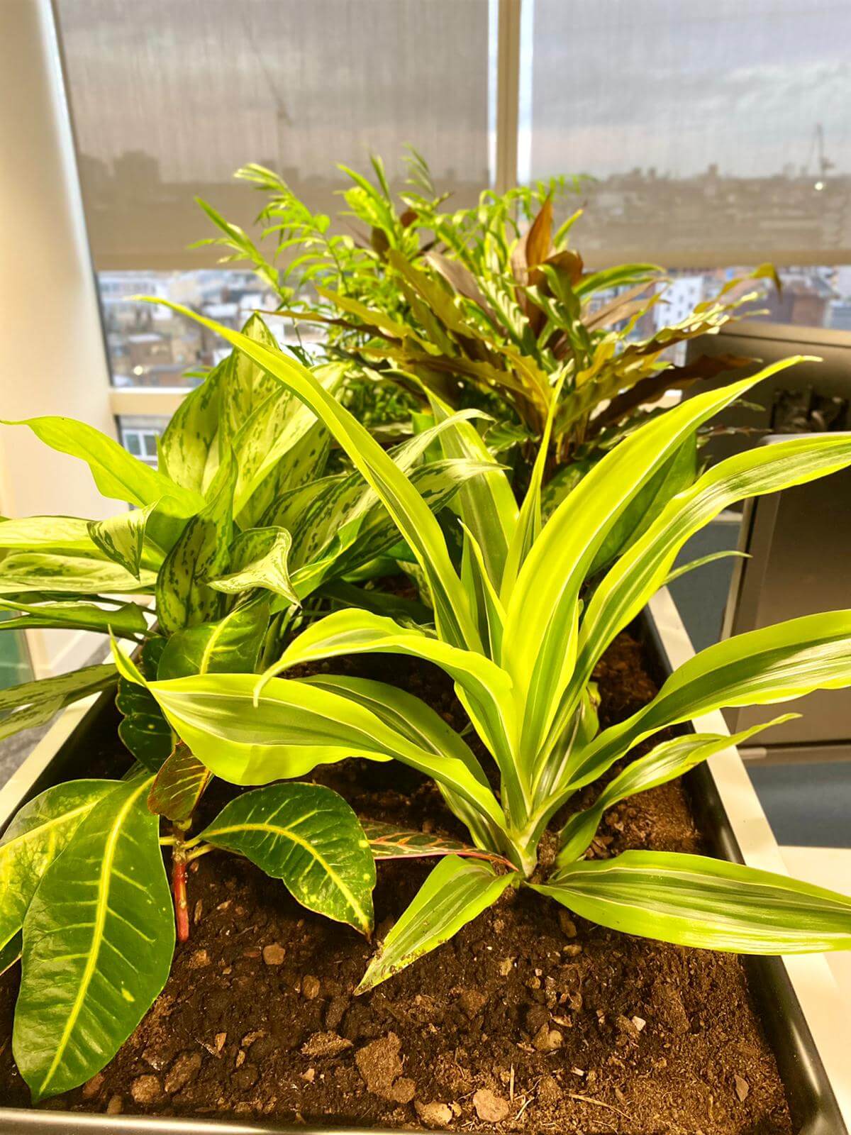 indoor plants in planter