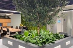 indoor tree in planted area