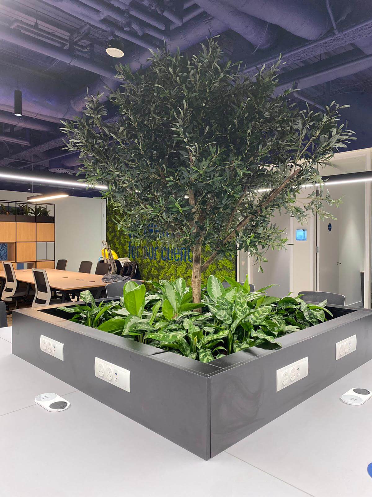 indoor tree in planted area