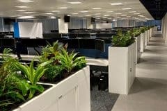 office plants