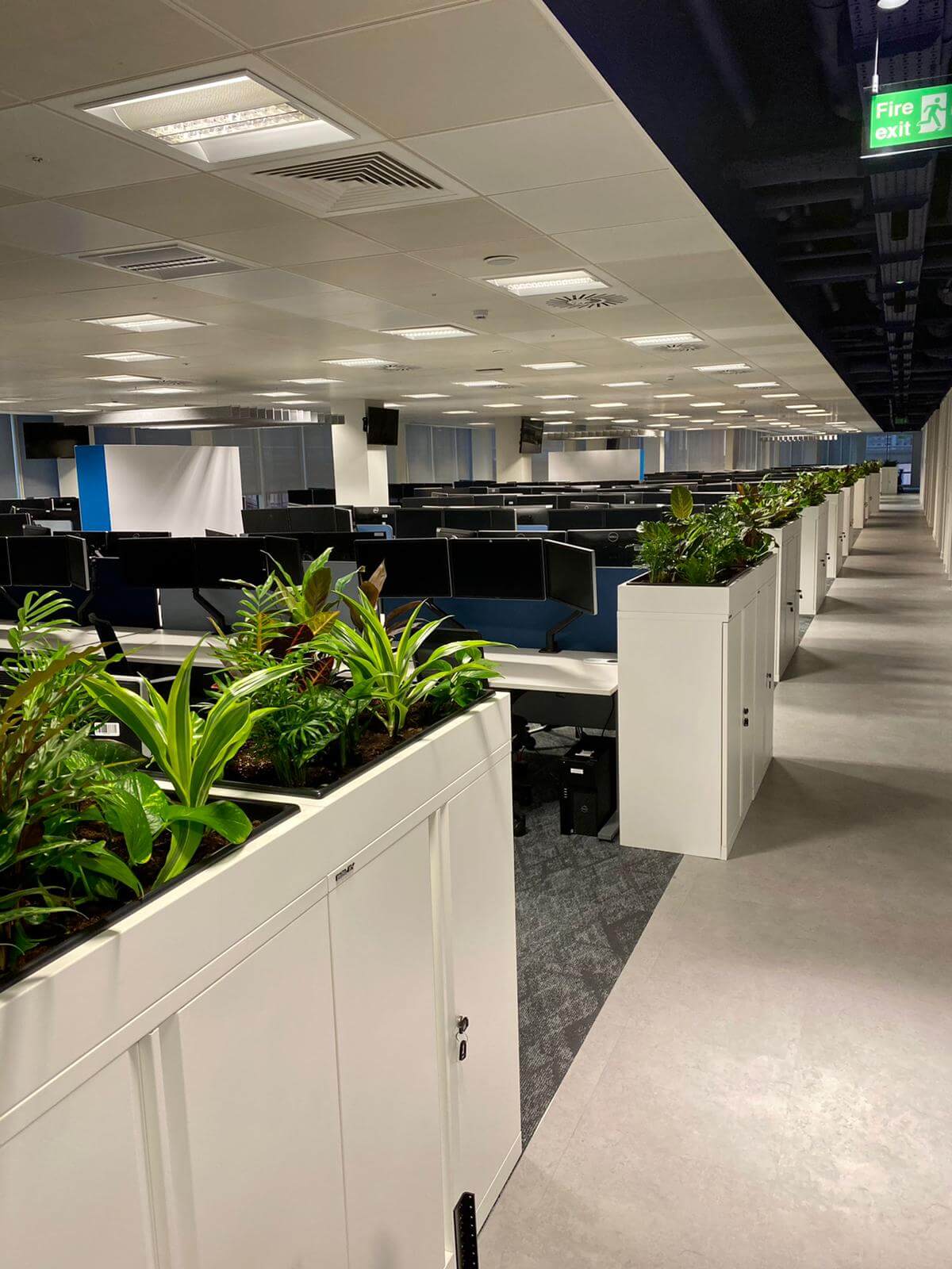 office plants