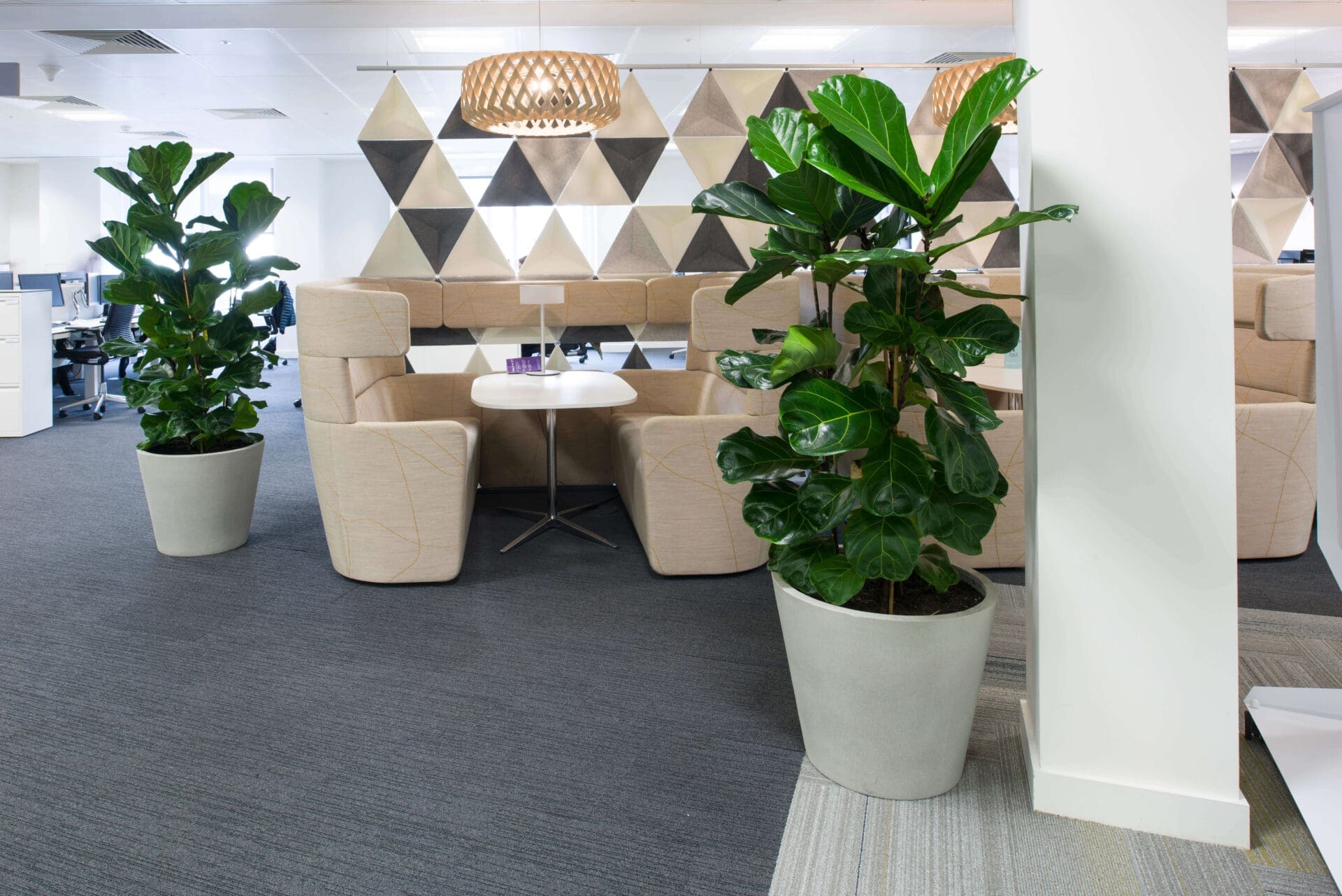 Large Green Plants next to Eating Area