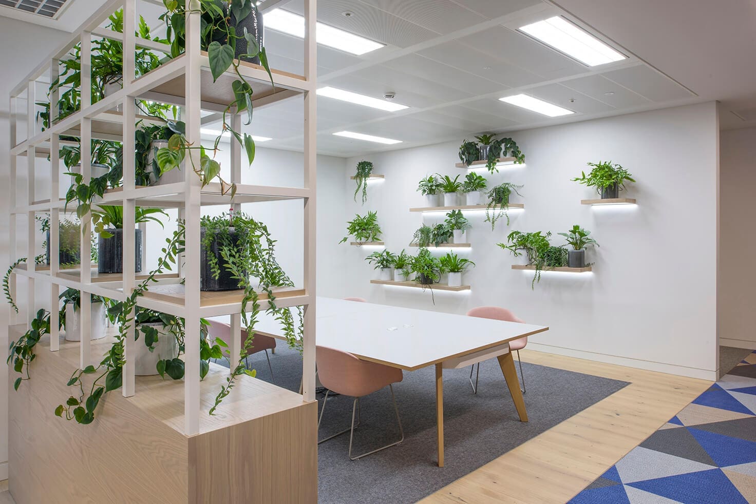 Multiple Plants Shelved