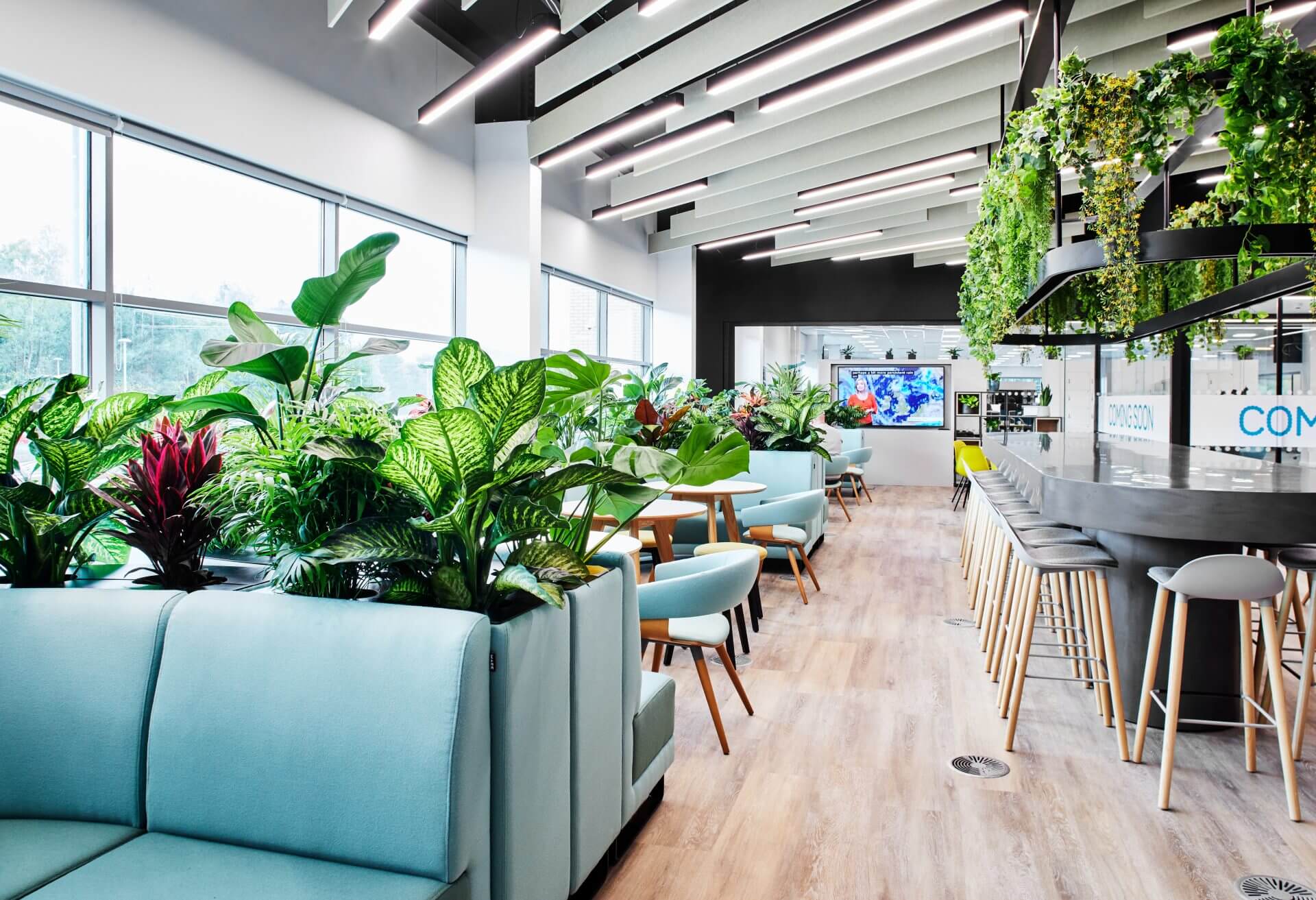 Planteria 37