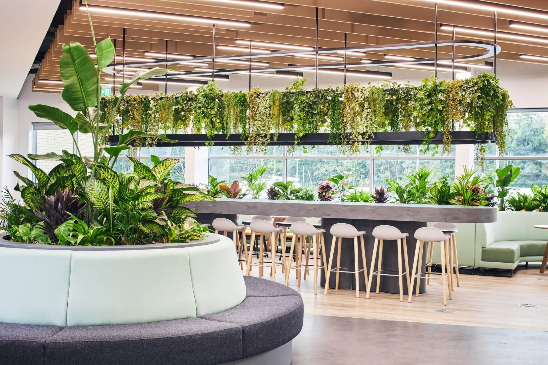 Planteria 38
